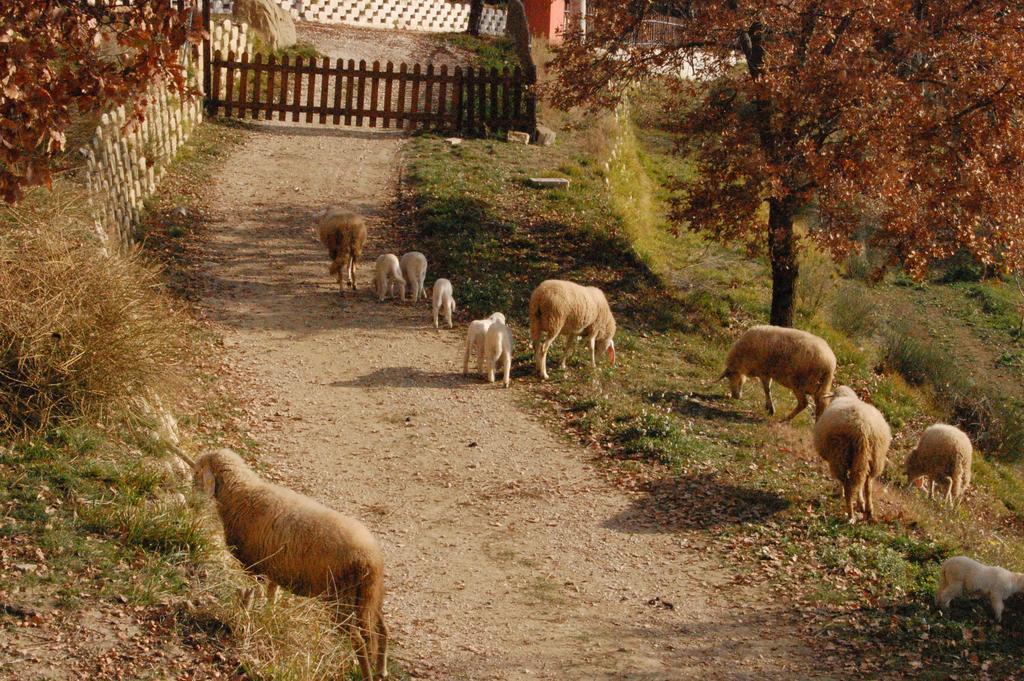 Colle Delle Meraviglie Fratticciola Selvatica 외부 사진